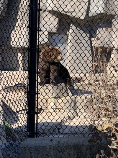 Kodiak Bear, Wildwood Zoo